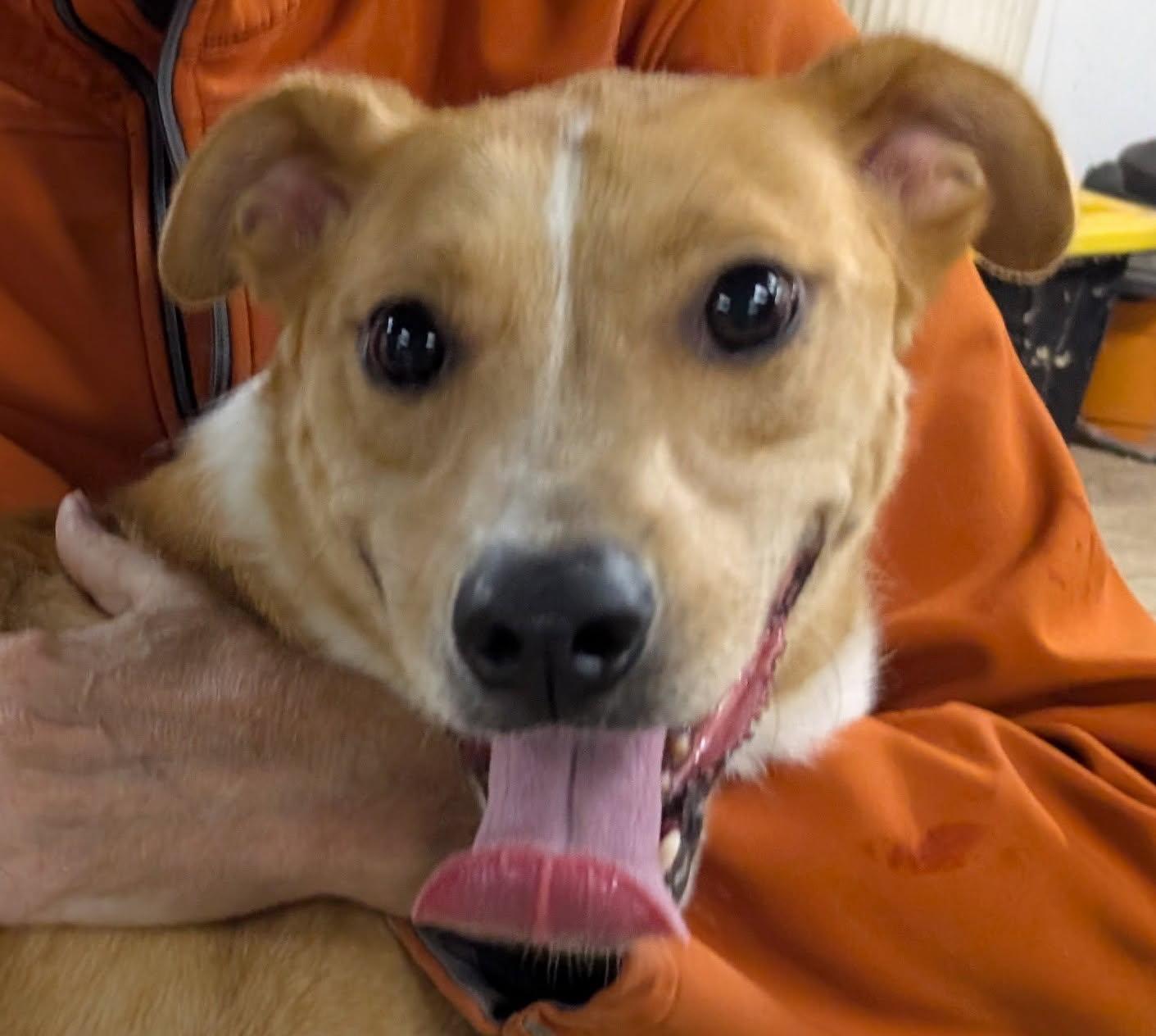 Brewster, a Adoptable mixed breed in Barrington Hills, IL image 1/5