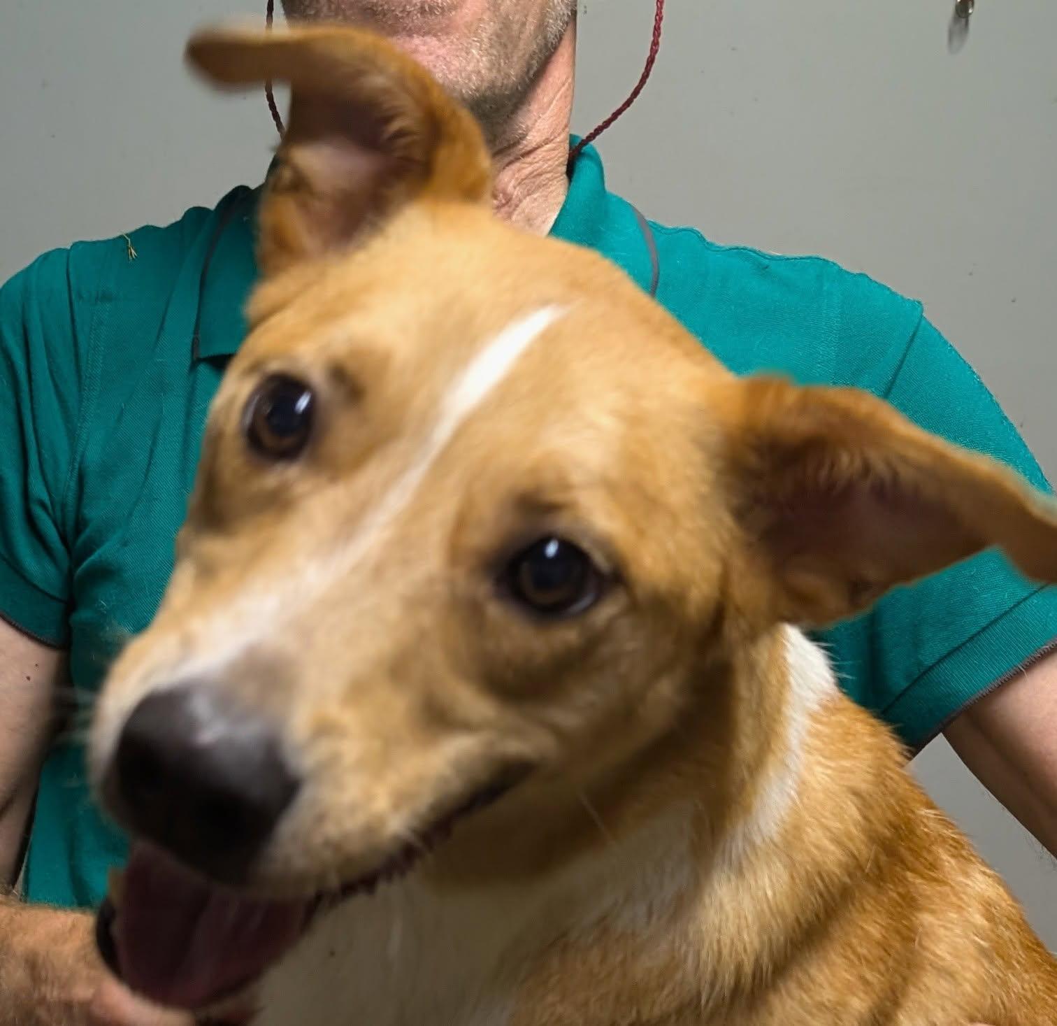 Brewster, a Adoptable mixed breed in Barrington Hills, IL image 4/5