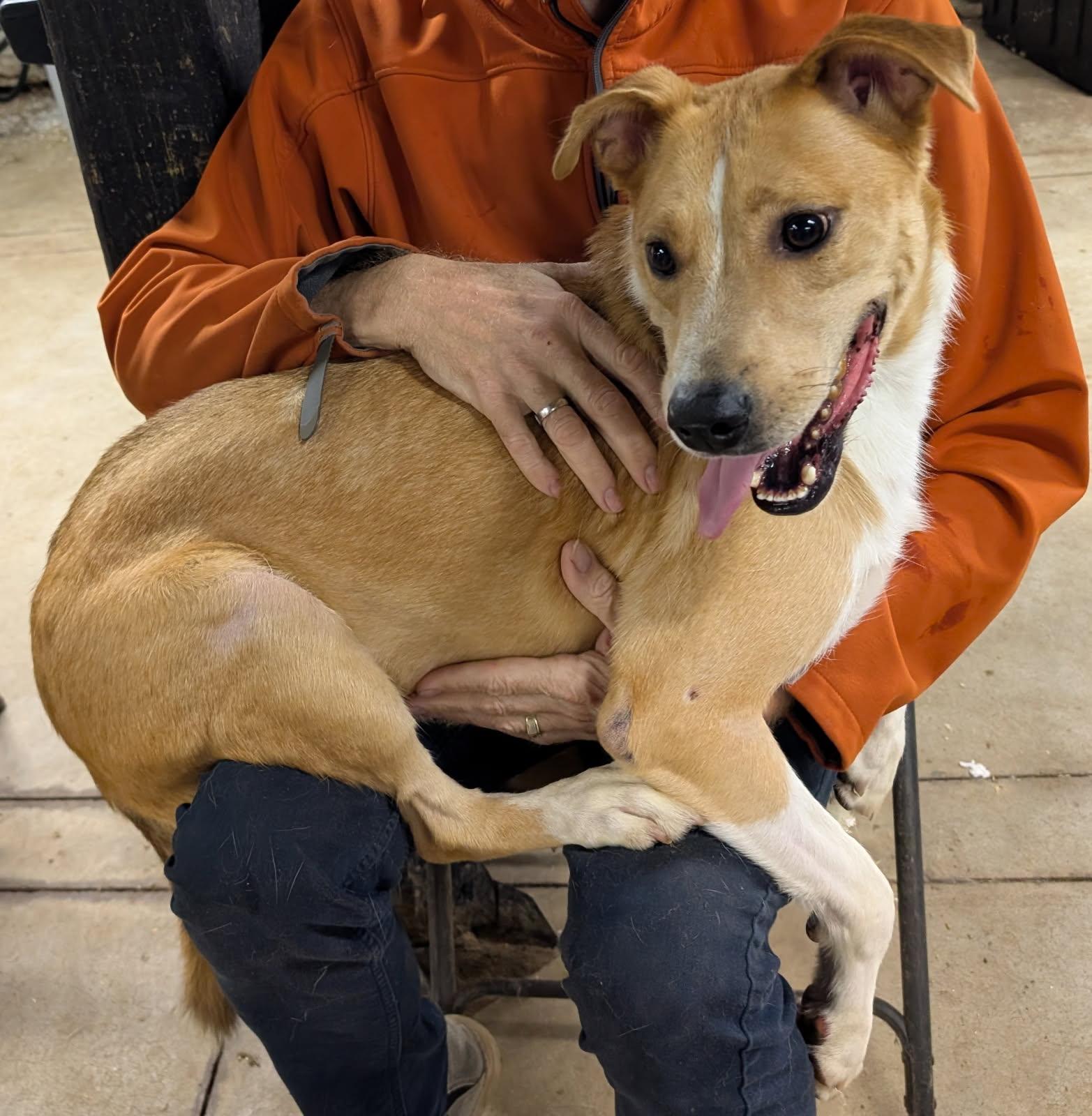 Brewster, Adoptable, Young Male Border Collie.