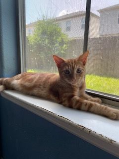 Flame, Adoptable, Kitten Male Domestic Short Hair.