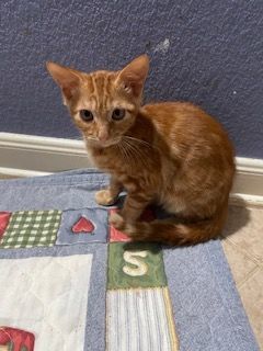 Flame, a Adoptable Domestic Short Hair in Houston, TX image 2/17