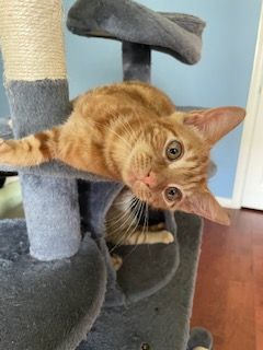 Flame, a Adoptable Domestic Short Hair in Houston, TX image 3/17