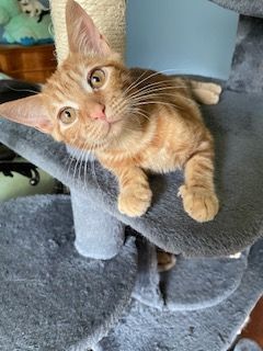 Flame, a Adoptable Domestic Short Hair in Houston, TX image 4/17