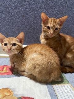 Flame, a Adoptable Domestic Short Hair in Houston, TX image 5/17