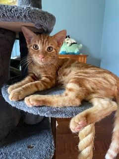 Flame, a Adoptable Domestic Short Hair in Houston, TX image 6/17