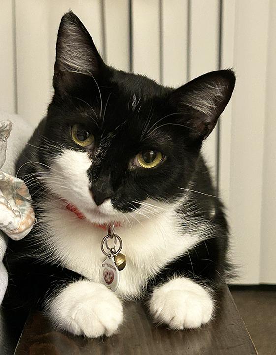 Dot, Adoptable, Adult Female Domestic Short Hair.