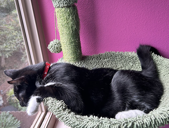 Dot, a Adoptable Domestic Short Hair in Anaheim, CA image 3/5