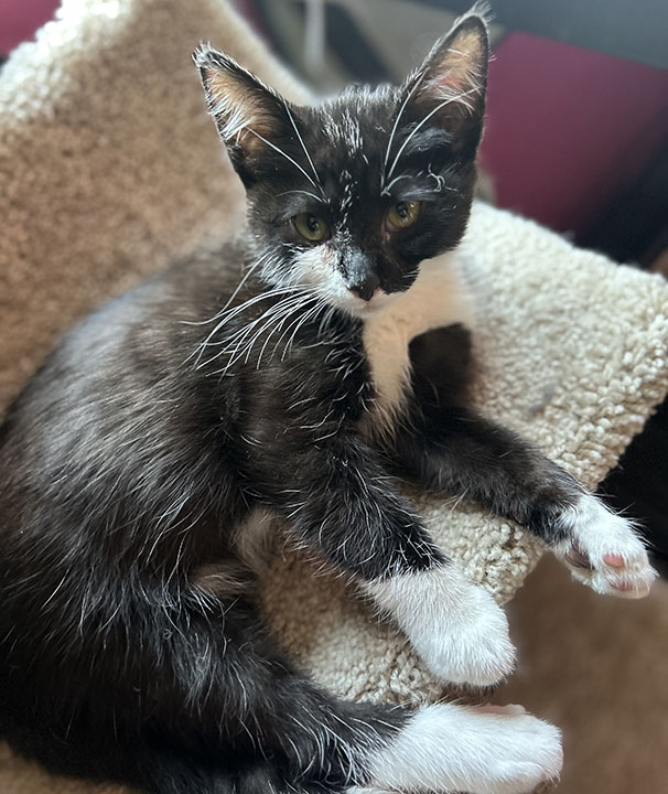 Dot, a Adoptable Domestic Short Hair in Anaheim, CA image 4/5