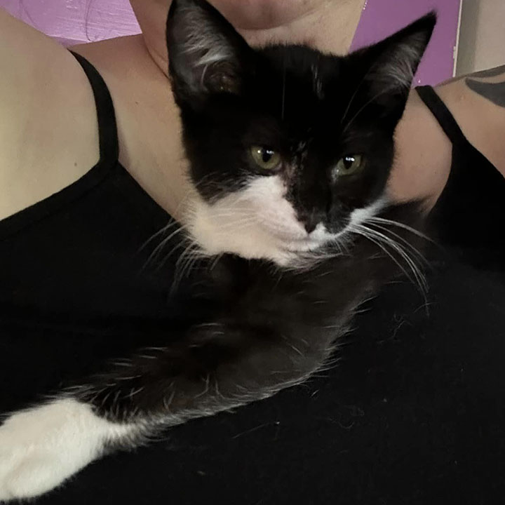 Dot, a Adoptable Domestic Short Hair in Anaheim, CA image 5/5