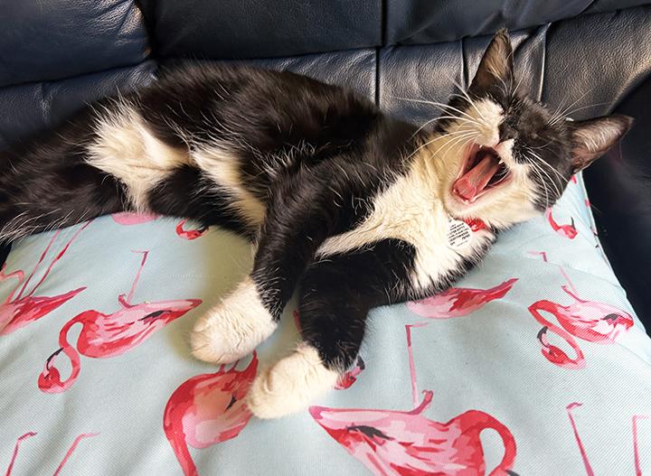 Enlarge Dot, a Adoptable Domestic Short Hair in Anaheim, CA image 6/6