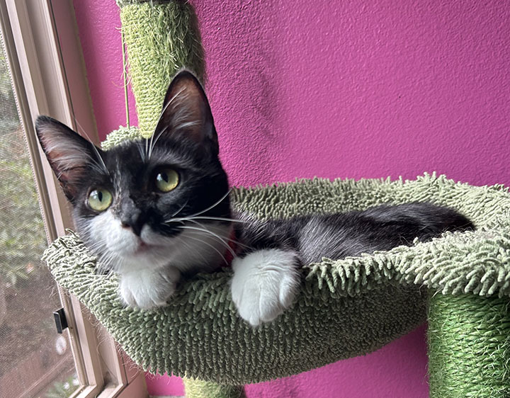 Dot, a Adoptable Domestic Short Hair in Anaheim, CA image 2/5