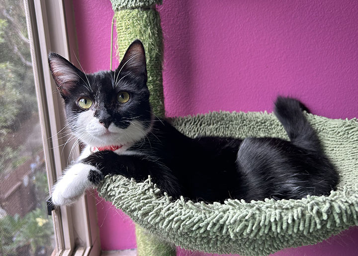 Dot, a Adoptable Domestic Short Hair in Anaheim, CA image 1/5