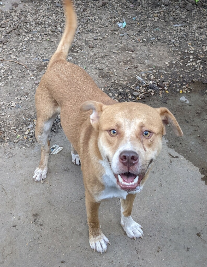 Enlarge Mack, a Adoptable Pit Bull Terrier in Amarillo, TX image 1/1