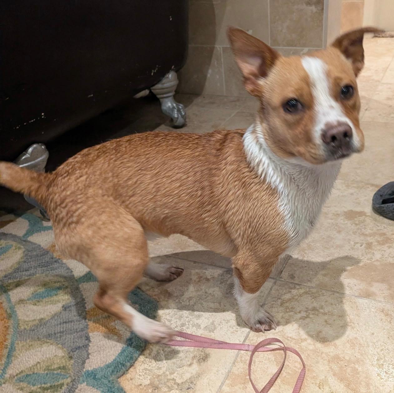 Enlarge PETE, an adopted mixed breed in Emeryville, CA image 1/2