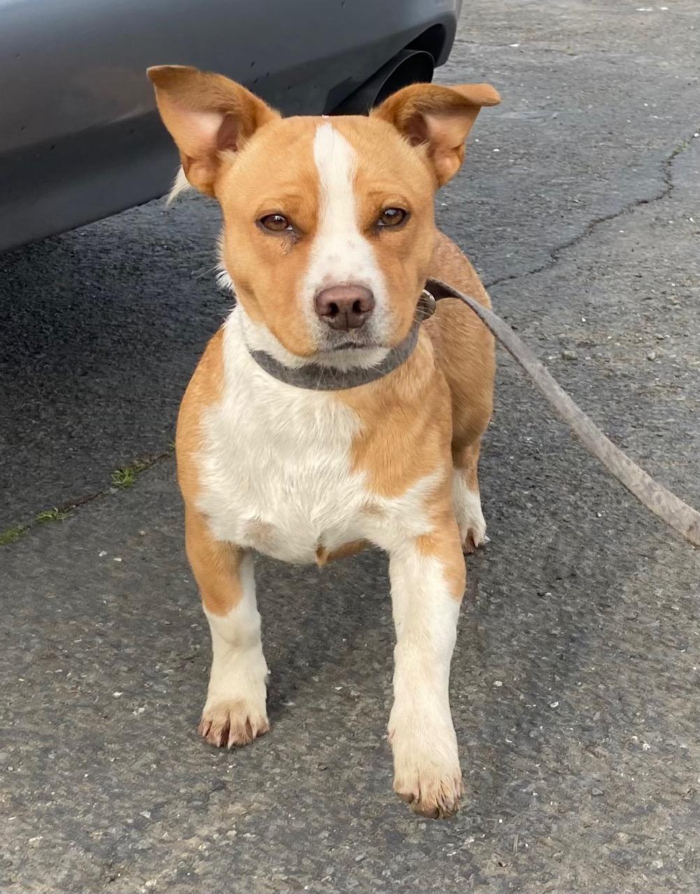 Enlarge PETE, an adopted mixed breed in Emeryville, CA image 2/2