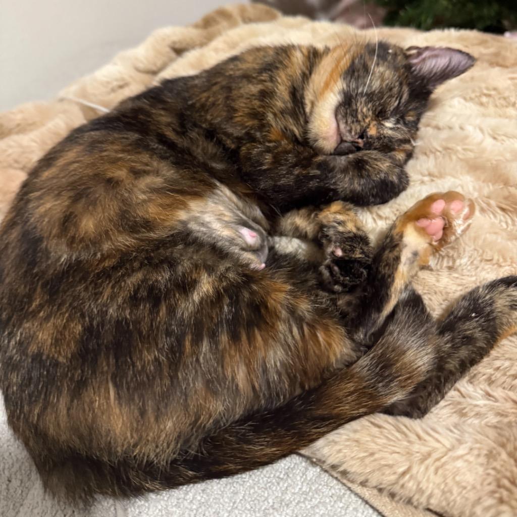 Feyre, Adoptable, Young Female Domestic Short Hair.