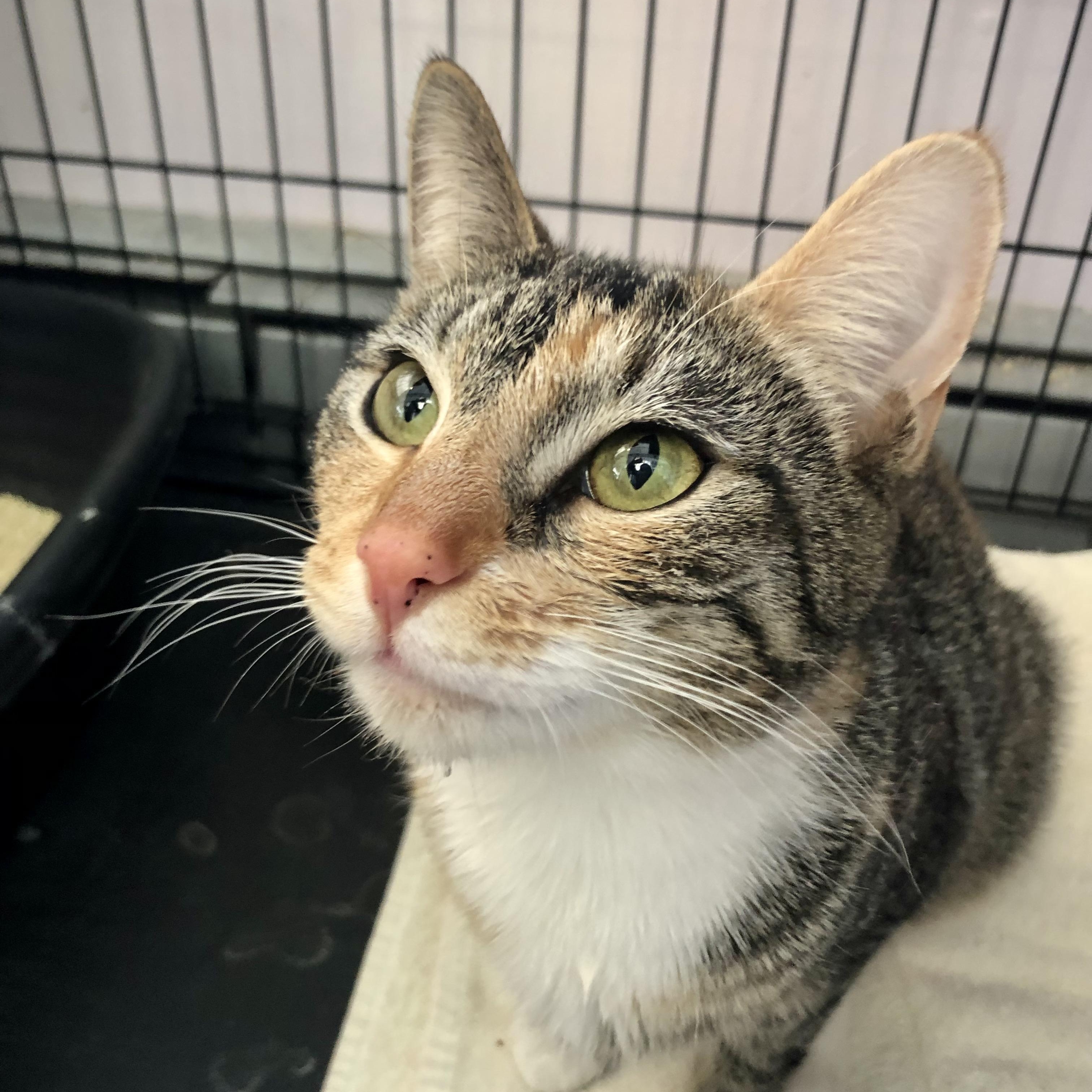 Moira Rose, an adopted Domestic Short Hair in Salisbury, MA image 1/4