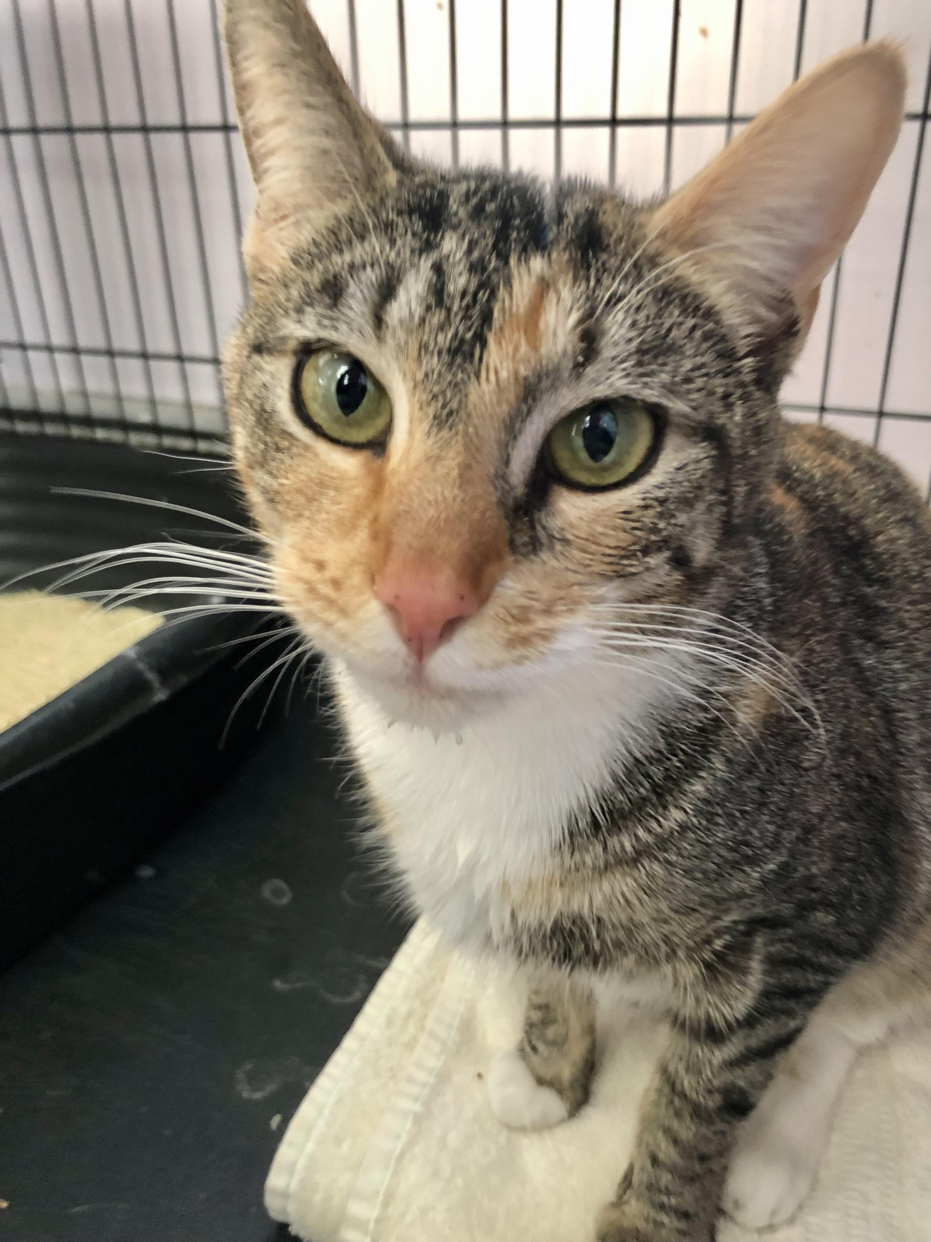 Moira Rose, an adopted Domestic Short Hair in Salisbury, MA image 4/4