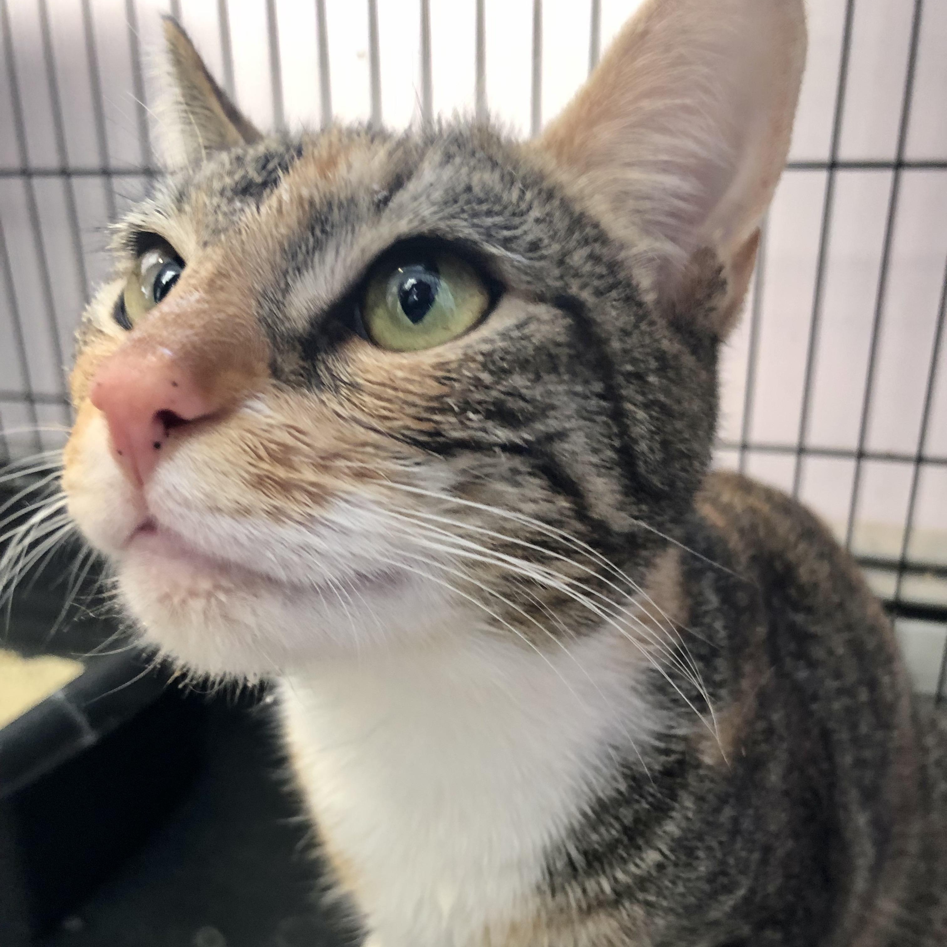 Moira Rose, an adopted Domestic Short Hair in Salisbury, MA image 2/4