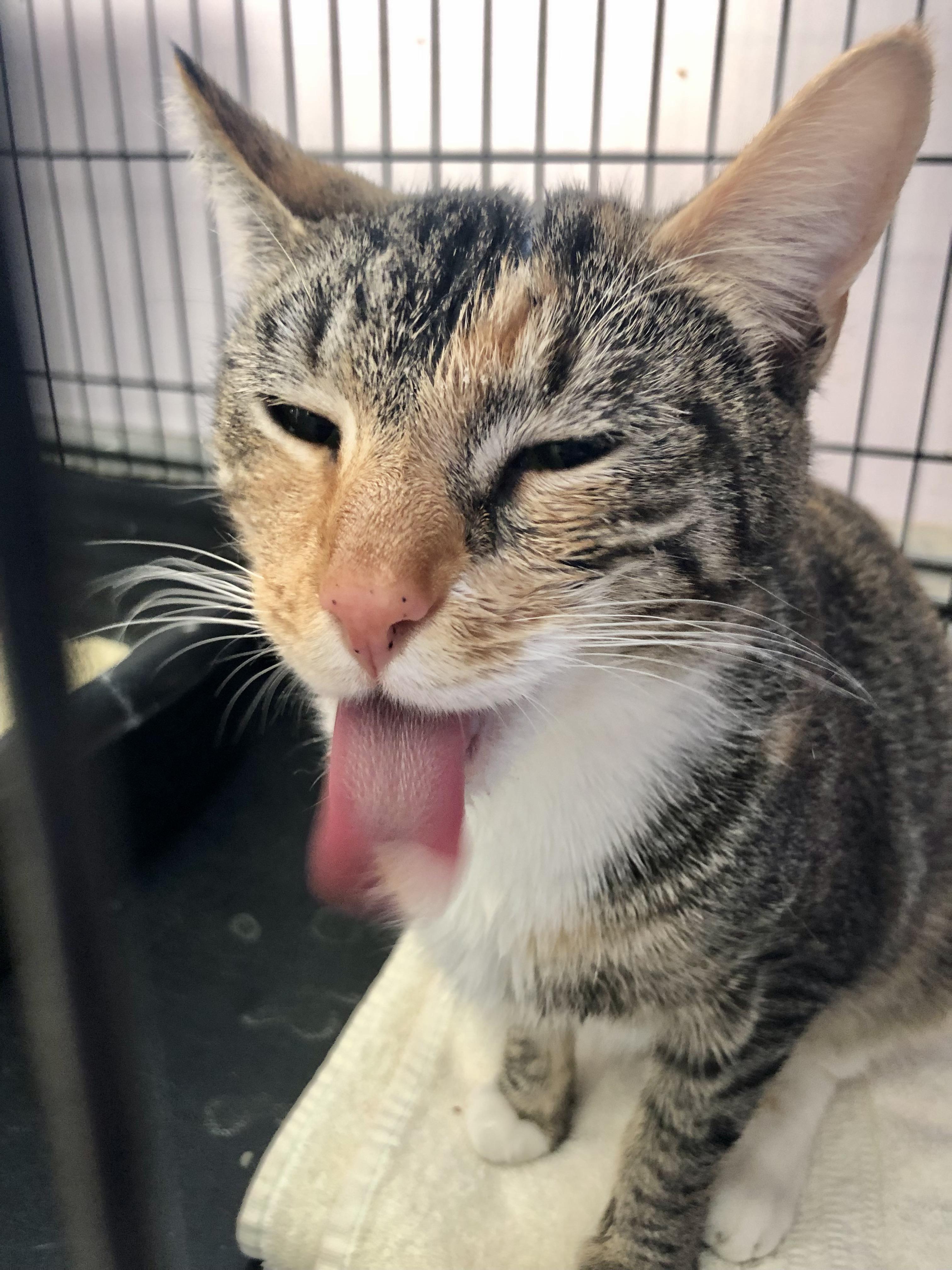 Moira Rose, an adopted Domestic Short Hair in Salisbury, MA image 3/4