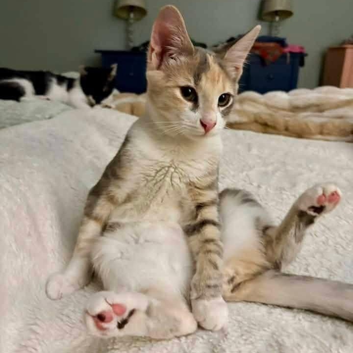 Enlarge Frieda, a Adoptable Domestic Short Hair in Greensboro, NC image 1/1