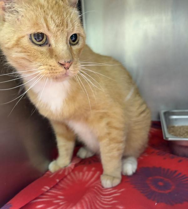 Mortimer, Adoptable, Senior Male Domestic Short Hair.