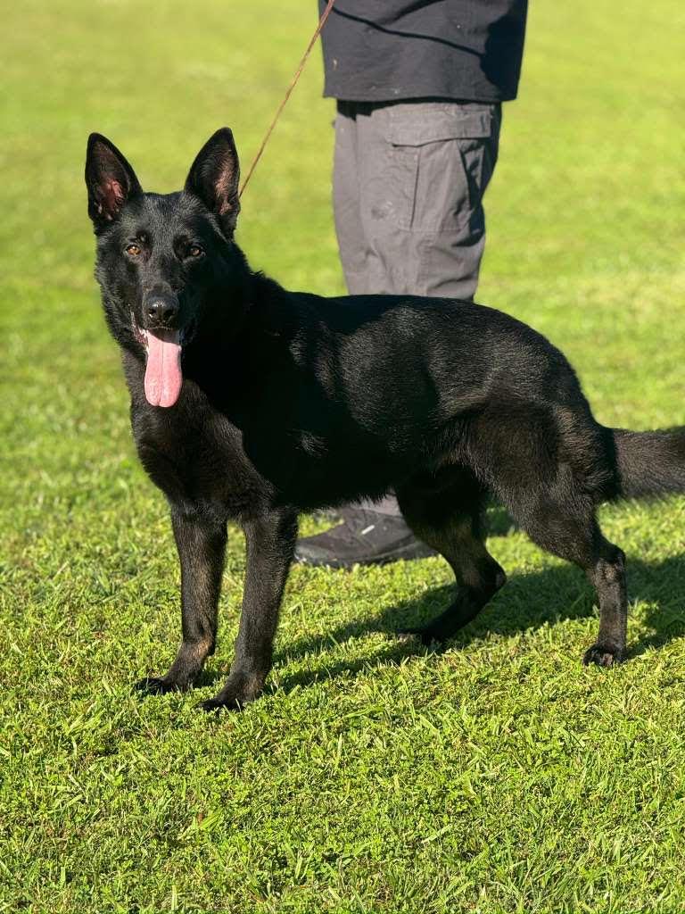 Panther, Adoptable, Young Male German Shepherd Dog.