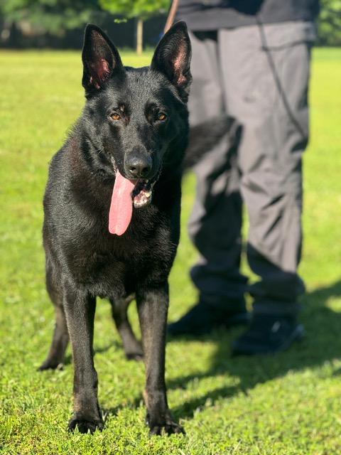 Enlarge Panther, a Adoptable German Shepherd Dog in Roswell, GA image 2/2