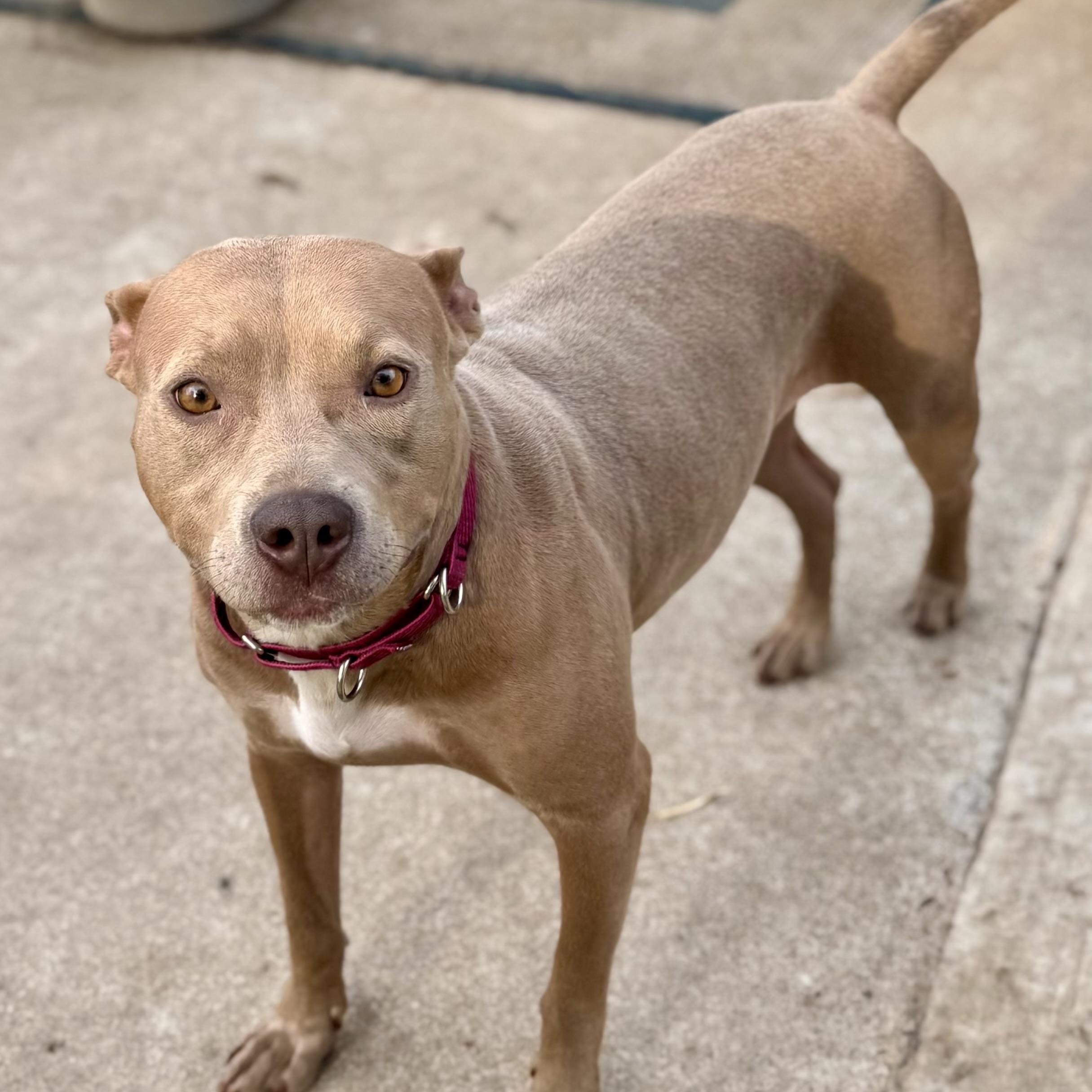 Sadie, a Adoptable mixed breed in Baytown, TX image 2/5