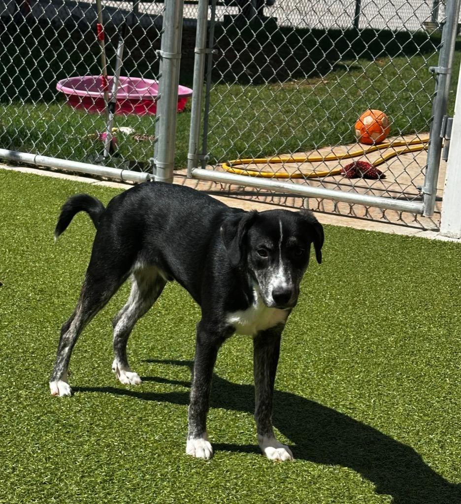 Enlarge Sheldon, a Adoptable mixed breed in Newcastle, OK image 1/1