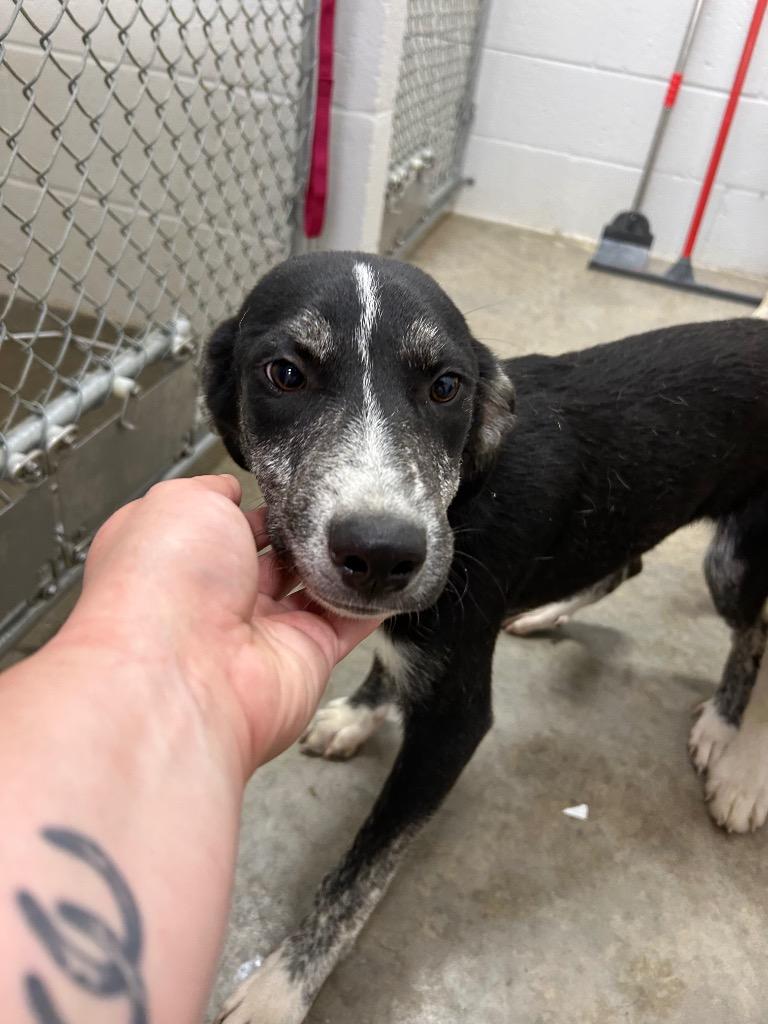 Enlarge Sheldon, a Adoptable mixed breed in Newcastle, OK image 1/2