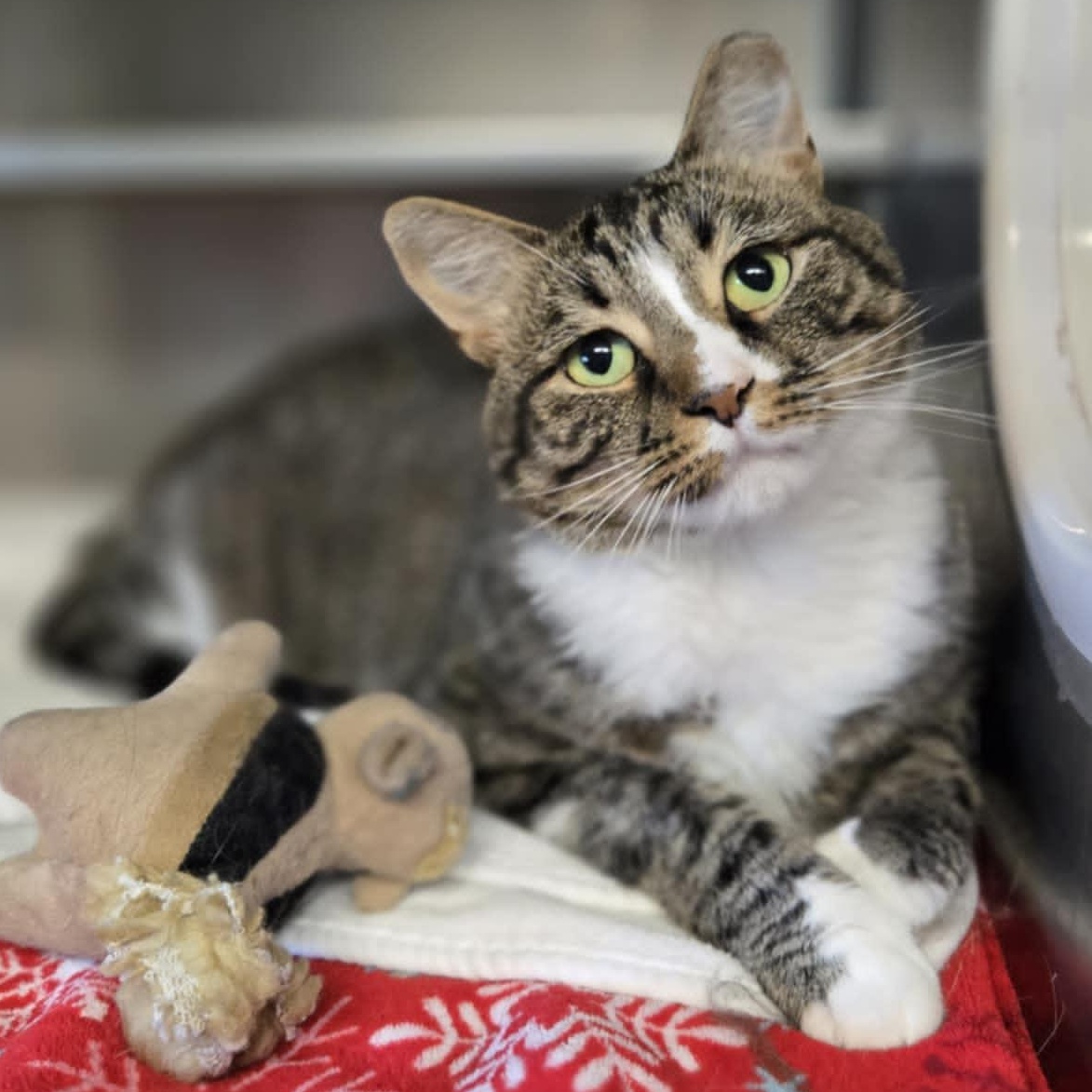 Gatsby, Adoptable, Adult Male Domestic Short Hair.