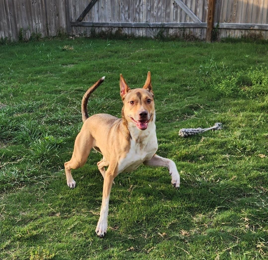 Kai, a Adoptable mixed breed in Blaine , WA image 1/6