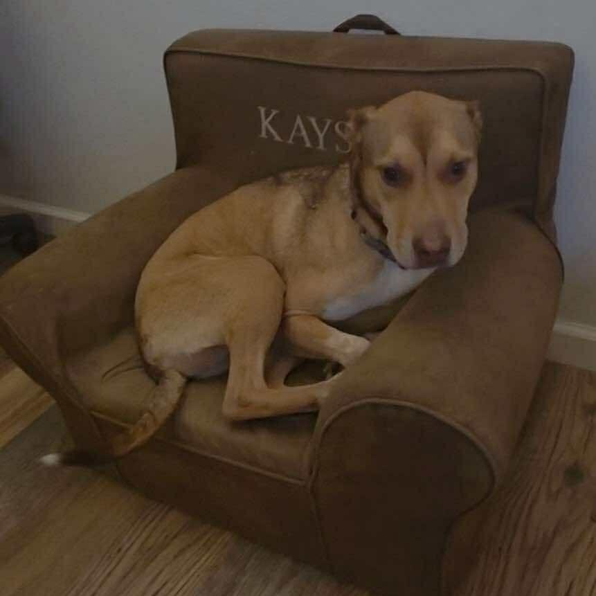 Kai, a Adoptable mixed breed in Blaine , WA image 3/6