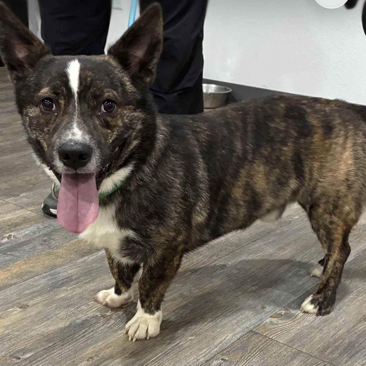 Enlarge Todd - 2 years old Corgi, a Adoptable mixed breed in Muldrow, OK image 1/2