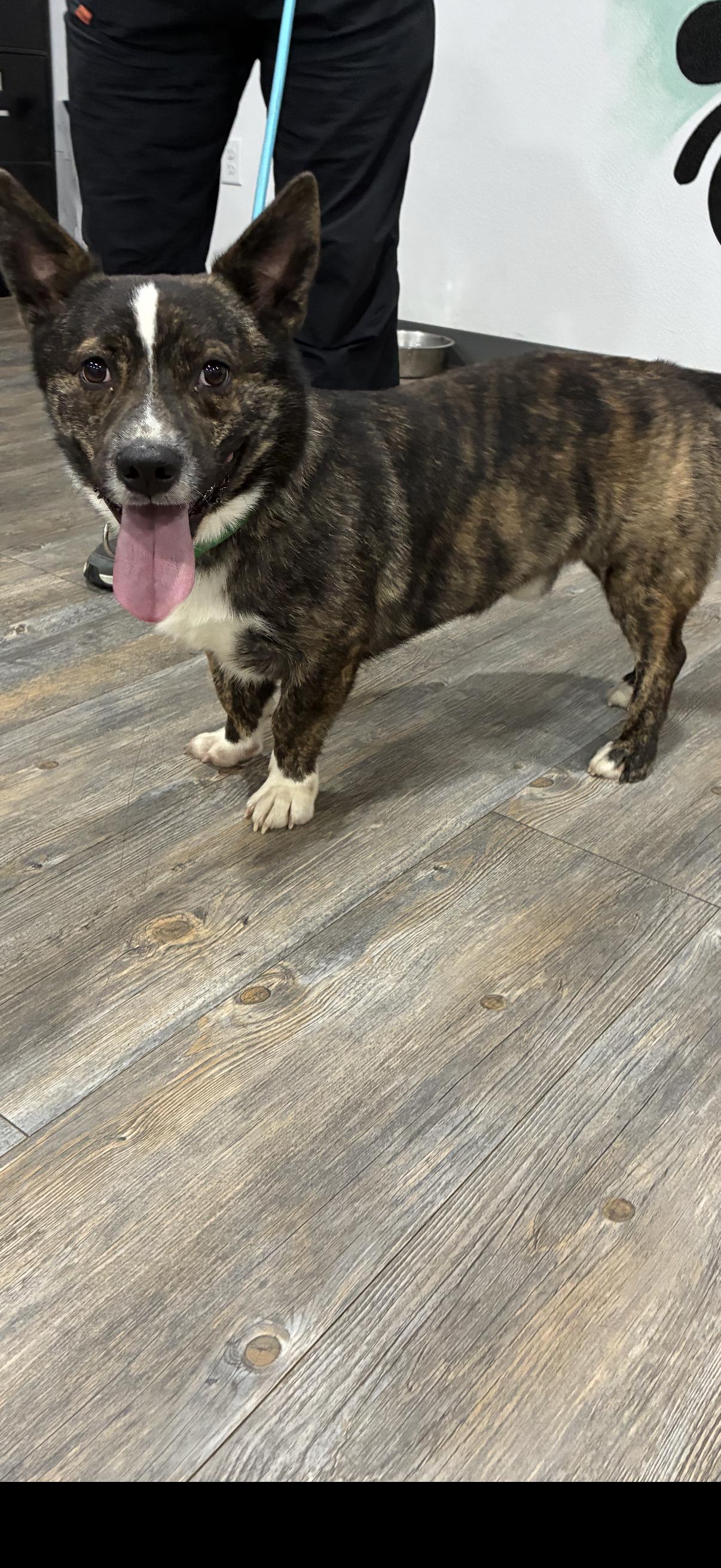 Enlarge Todd - 2 years old Corgi, a Adoptable mixed breed in Muldrow, OK image 2/2