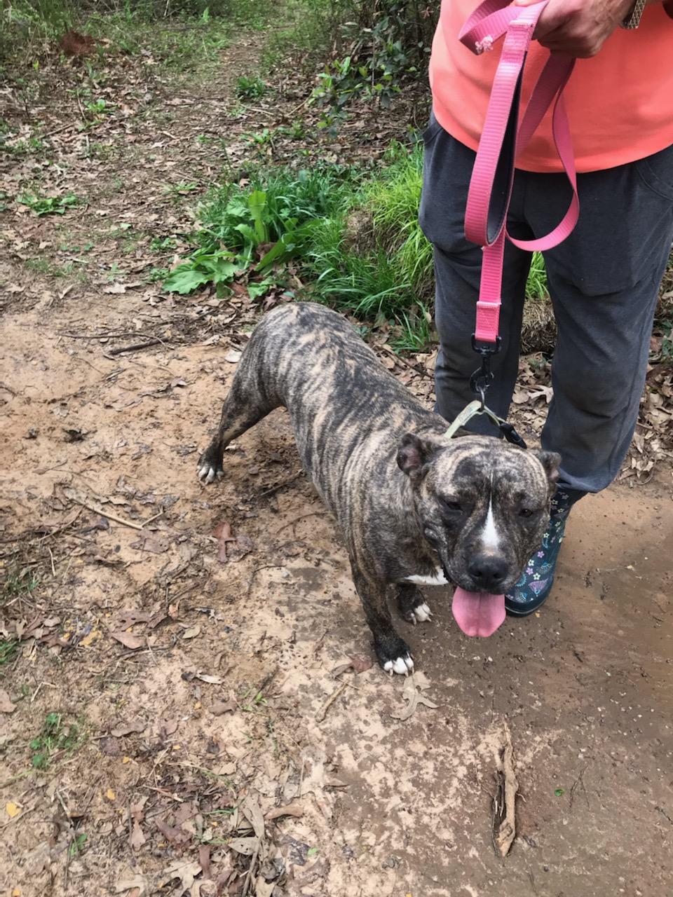 Enlarge Mama Mia, a Adoptable mixed breed in Cantonment, FL image 1/1