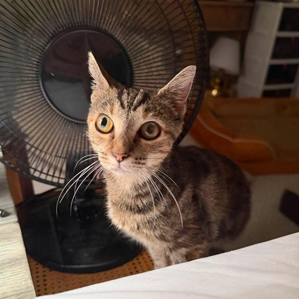 Enlarge Mildred -- Courtesy Post, a Adoptable mixed breed in Frederick, MD image 5/6