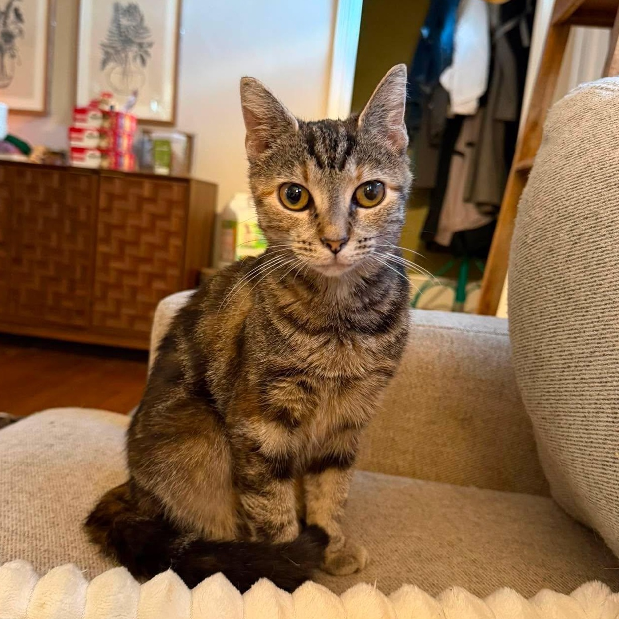Mildred -- Courtesy Post, Adoptable, Adult Female Domestic Short Hair.
