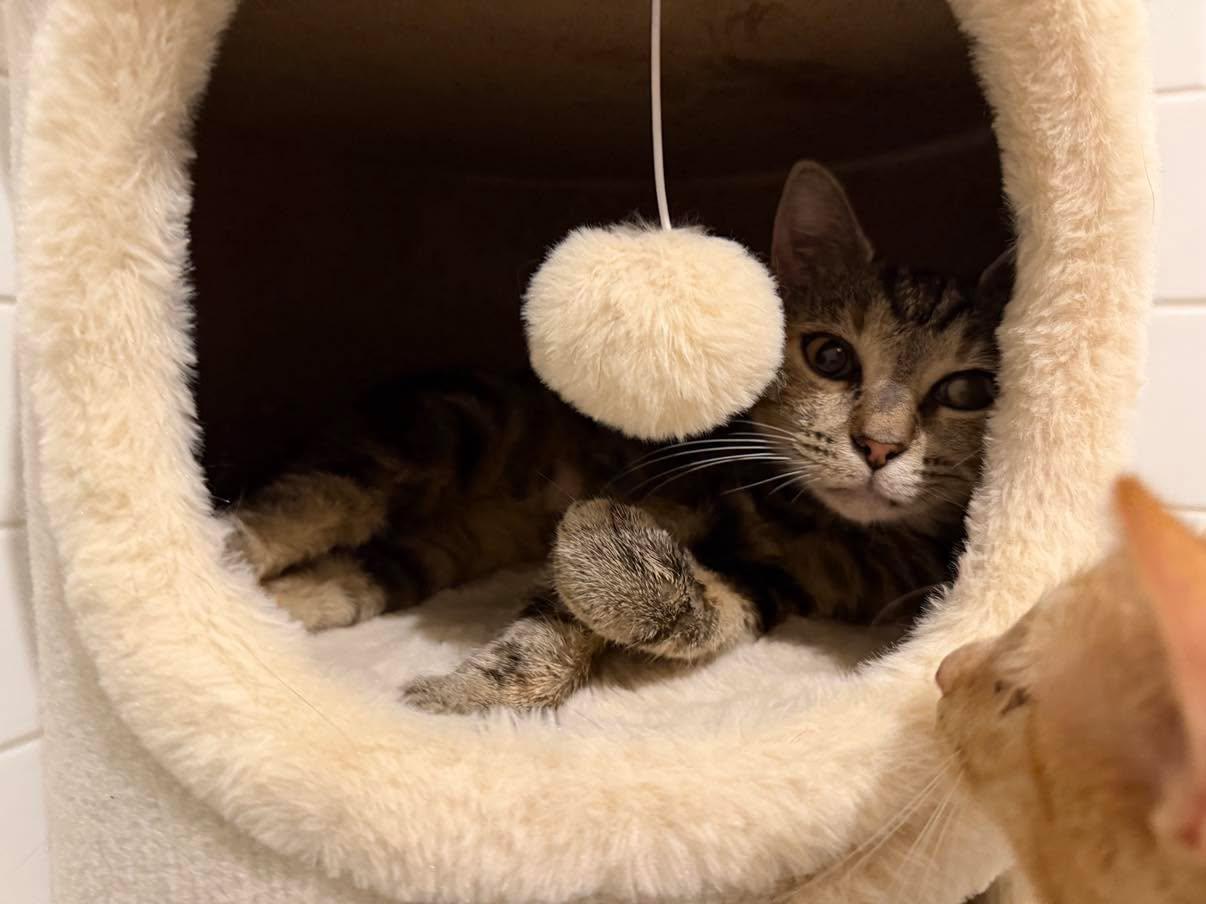 Enlarge Mildred -- Courtesy Post, a Adoptable mixed breed in Frederick, MD image 4/6