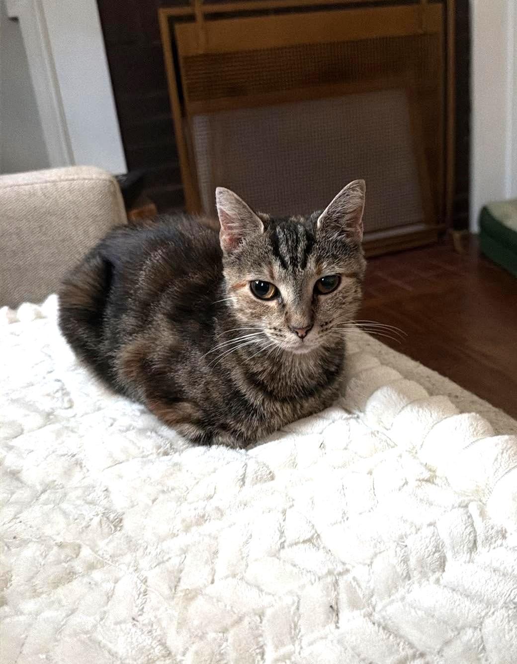 Enlarge Mildred -- Courtesy Post, a Adoptable mixed breed in Frederick, MD image 3/6