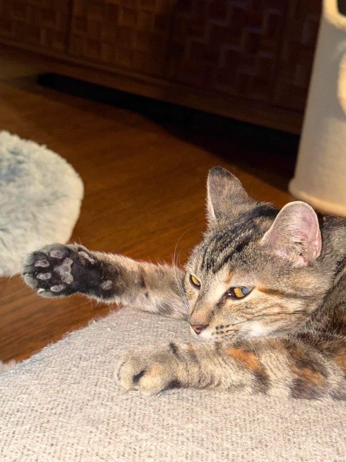 Enlarge Mildred -- Courtesy Post, a Adoptable mixed breed in Frederick, MD image 6/6