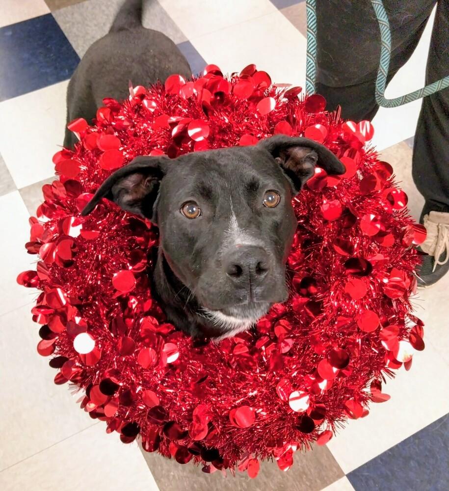 Enlarge Jake, a Adoptable mixed breed in Evergreen, CO image 1/5