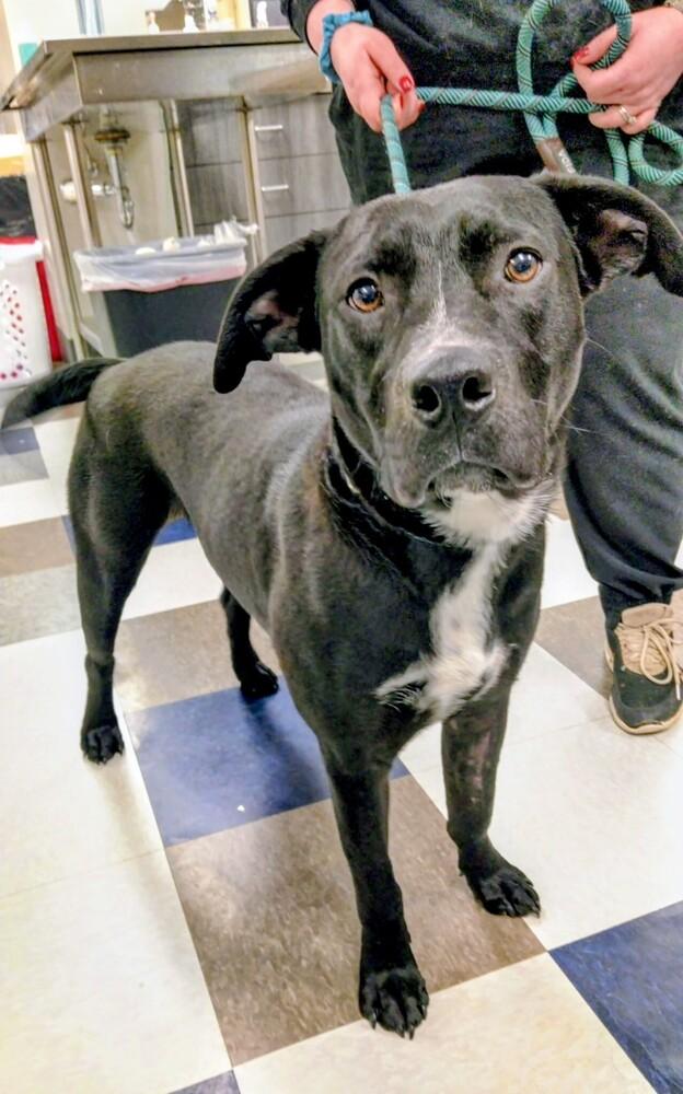 Enlarge Jake, a Adoptable mixed breed in Evergreen, CO image 2/5