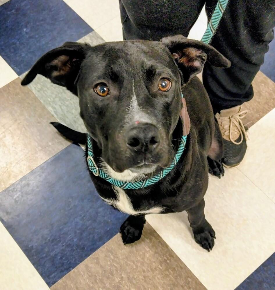 Enlarge Jake, a Adoptable mixed breed in Evergreen, CO image 3/5