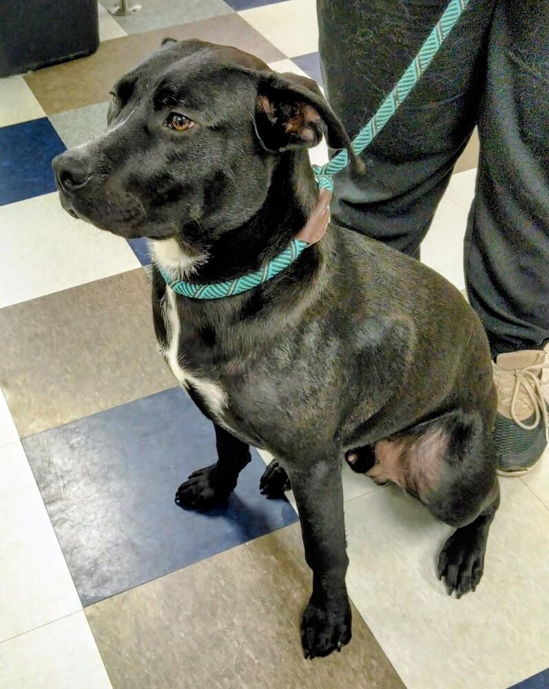 Enlarge Jake, a Adoptable mixed breed in Evergreen, CO image 4/5