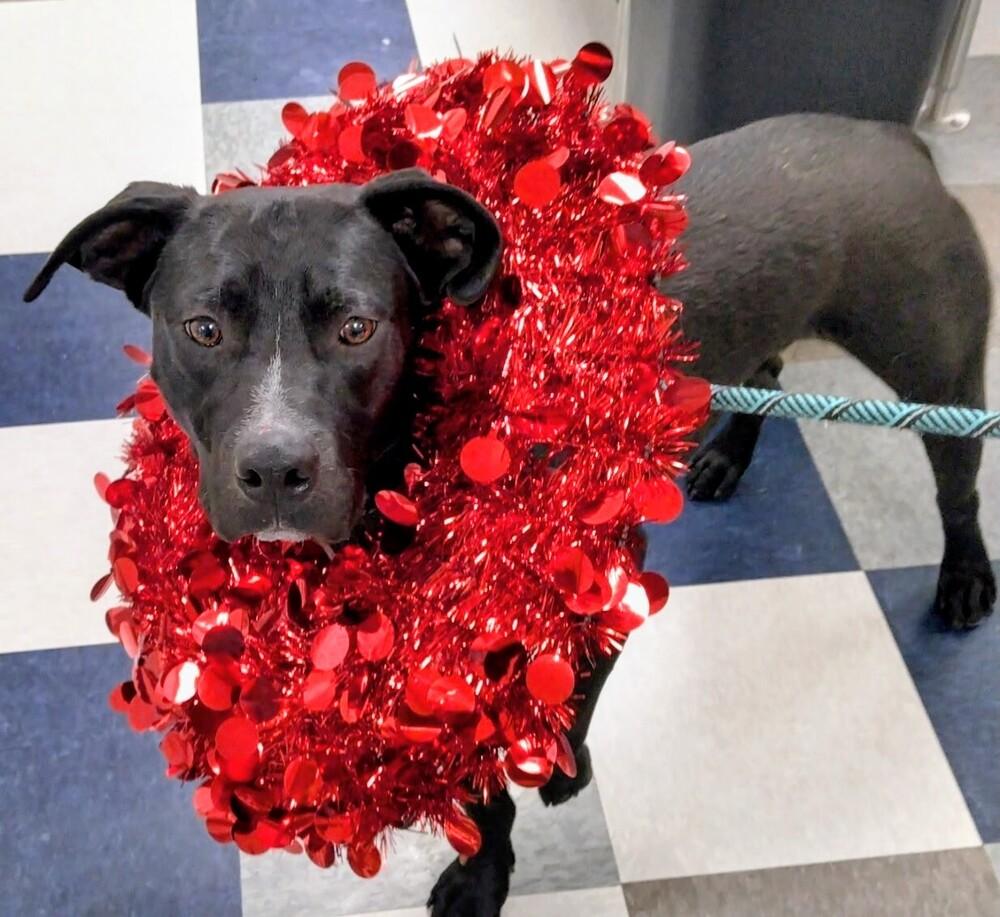 Enlarge Jake, a Adoptable mixed breed in Evergreen, CO image 5/5
