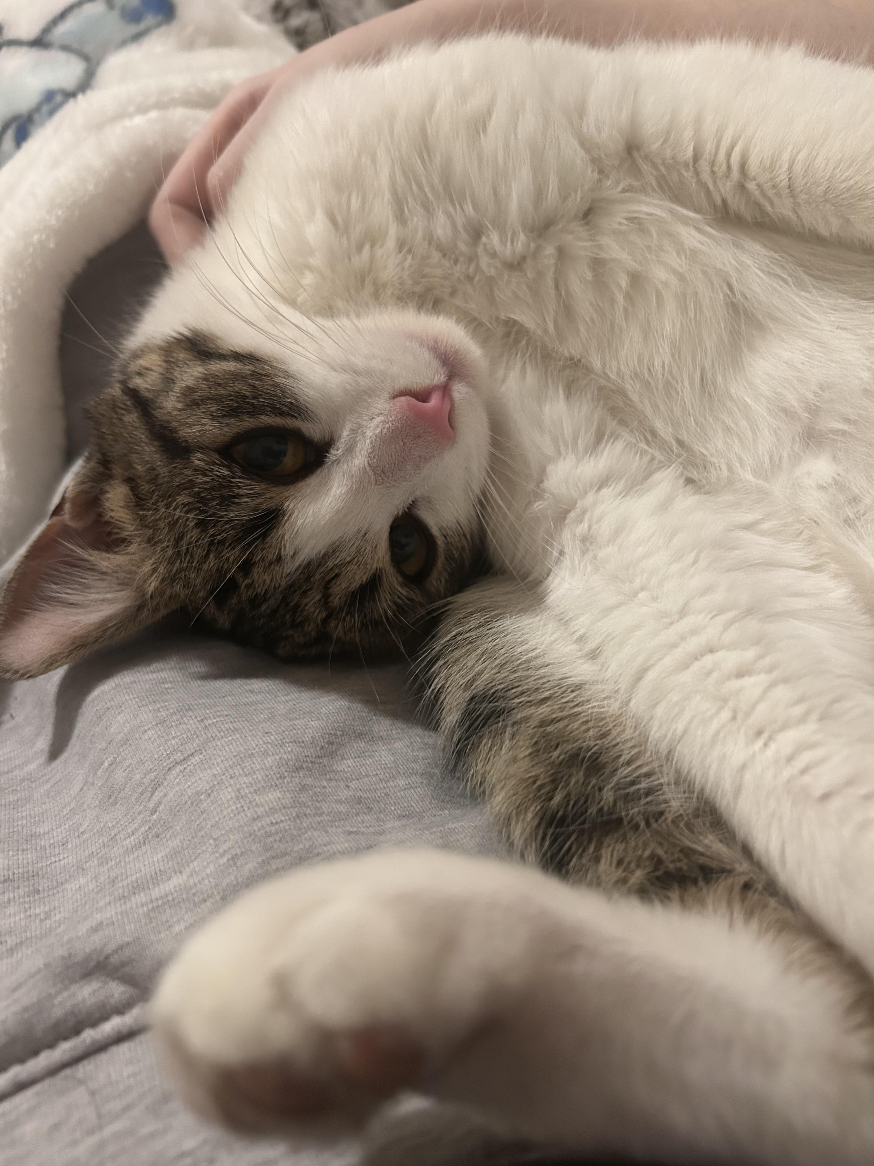 April, adopted, Kitten Female Domestic Short Hair.