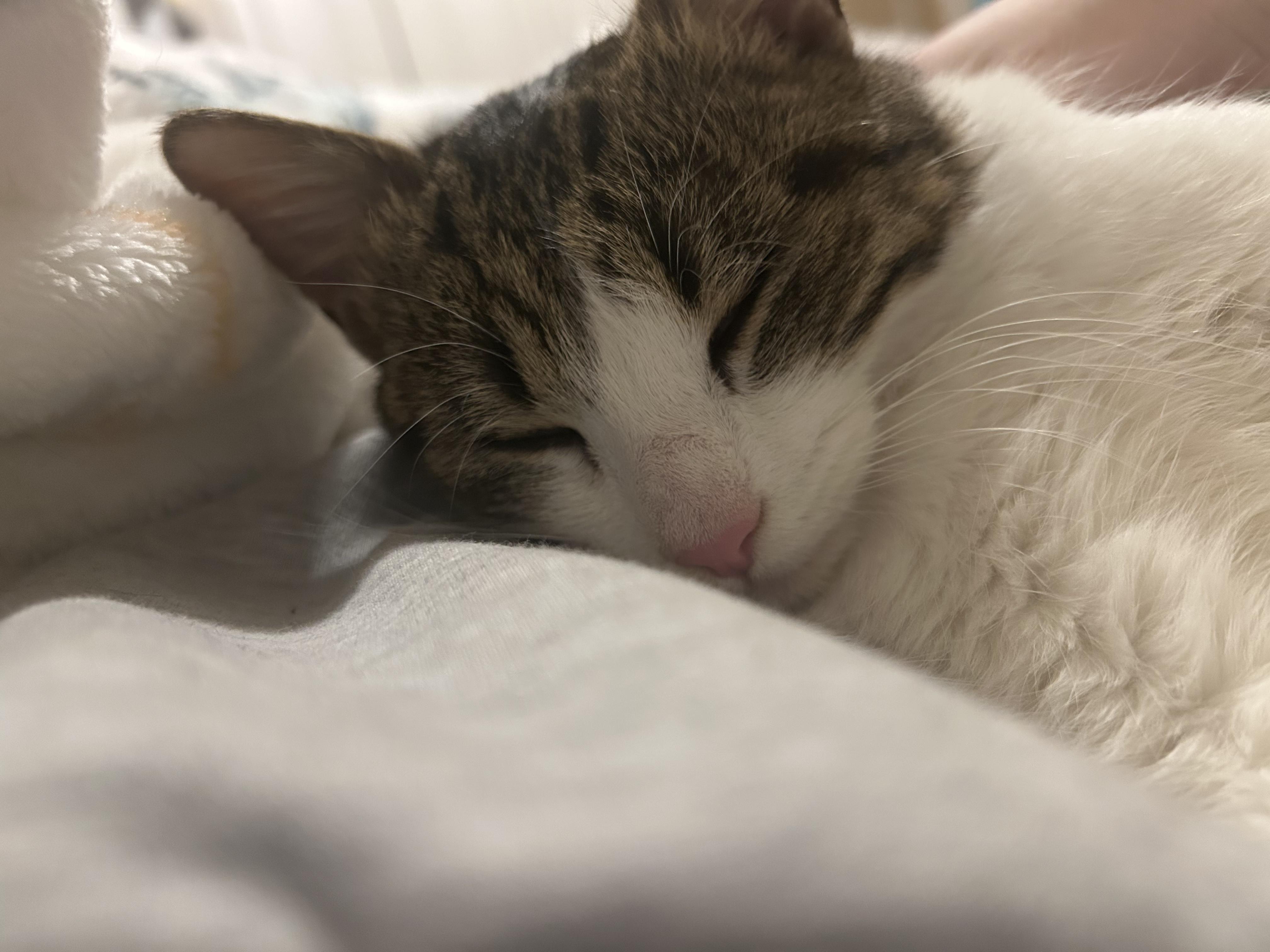 Enlarge April, an adopted Domestic Short Hair in Chaska, MN image 2/5