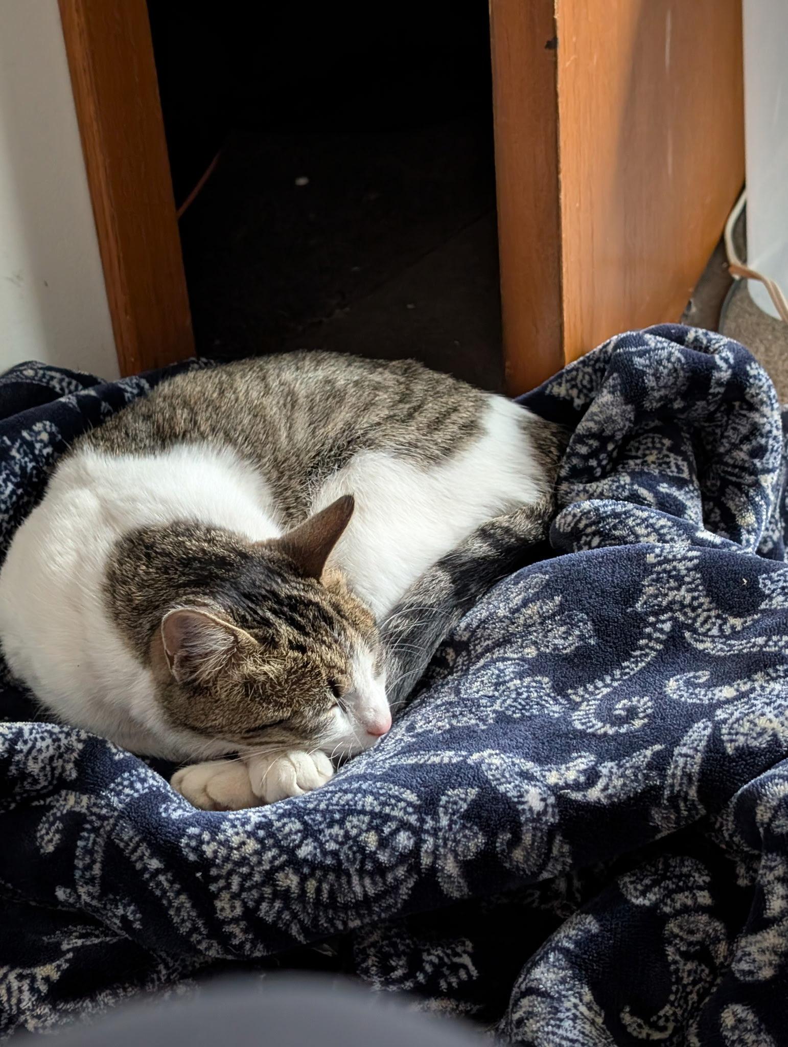 Enlarge April, an adopted Domestic Short Hair in Chaska, MN image 4/5